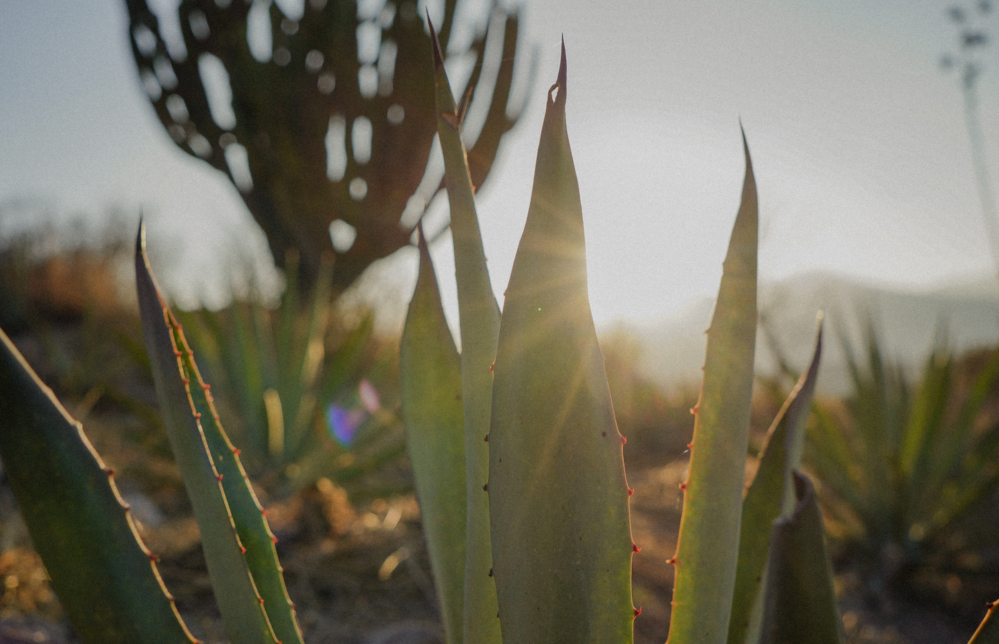 Mezcal Ramo de Rosas Tobalá Capón 700ml