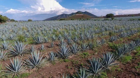 Diferencia entre tequila y mezcal