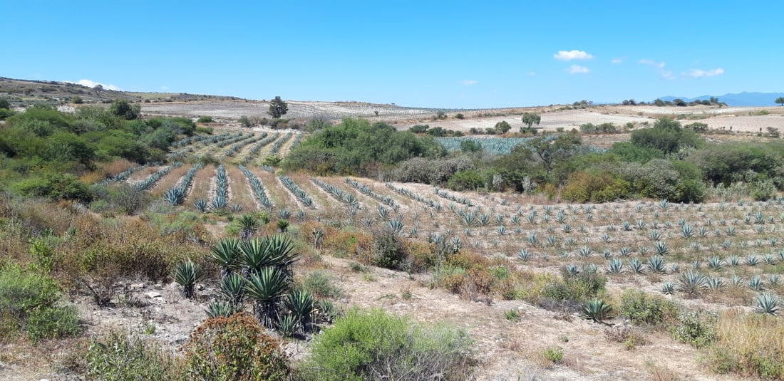 Diferencias entre tequila y mezcal (regiones y agaves)