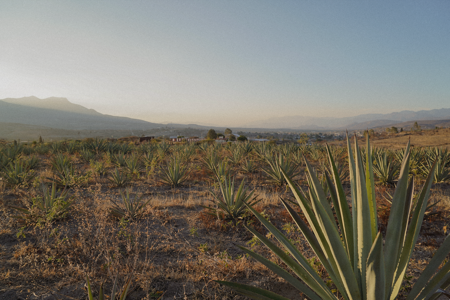 Mezcal Ramo de Rosas Cuixe 16 años 700ml