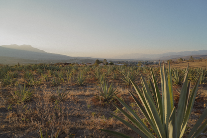 Mezcal Ramo de Rosas Cuixe 16 años 700ml